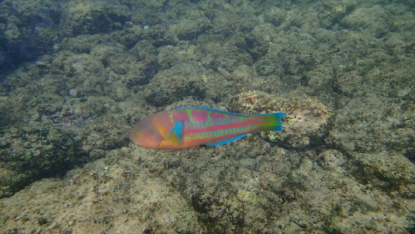 P2130631 (640x360)