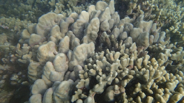 P2180680 (640x360)