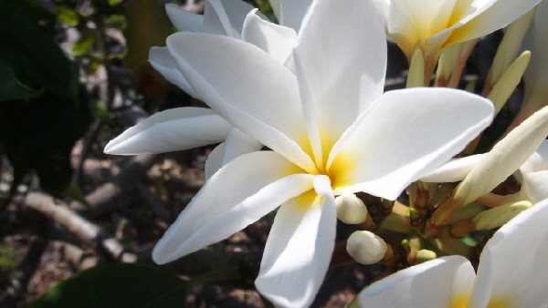 P3140922 (640x360)
