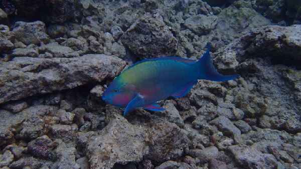 P3201431 (640x360)