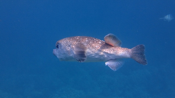 P3211466 (640x360)