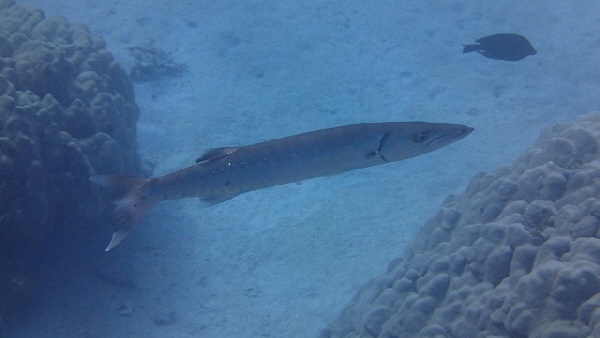 P3211468 (640x360)