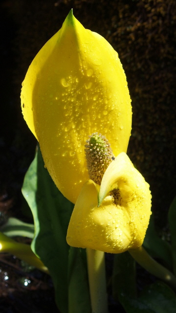 P4090284 (360x640)