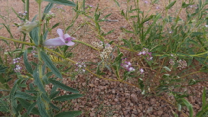 P4181357 (640x360)