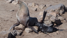 P4201517 (640x360)