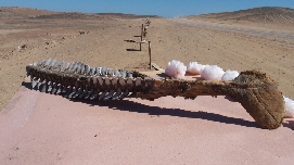 P4201519 (640x360)