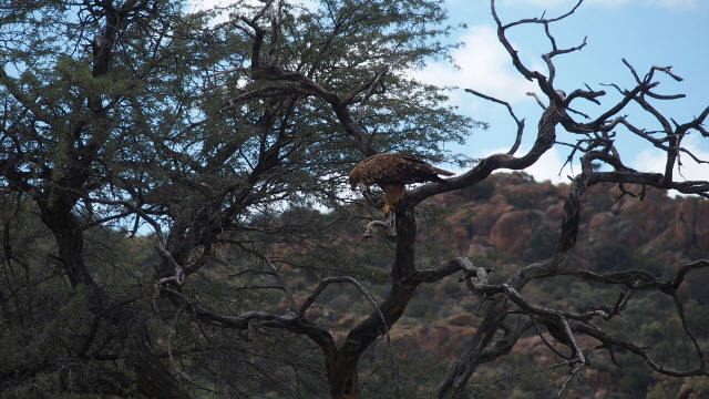 P4282022 (640x360)