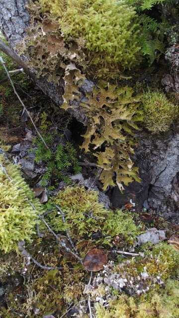 PA061360 (360x640)