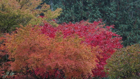 PA241806 (640x360)