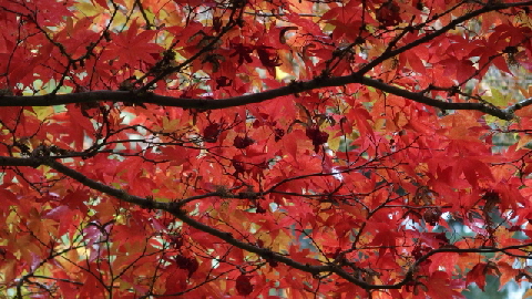PA241809 (640x360)