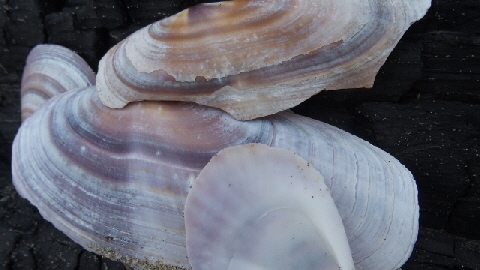 PB230672 (640x360)