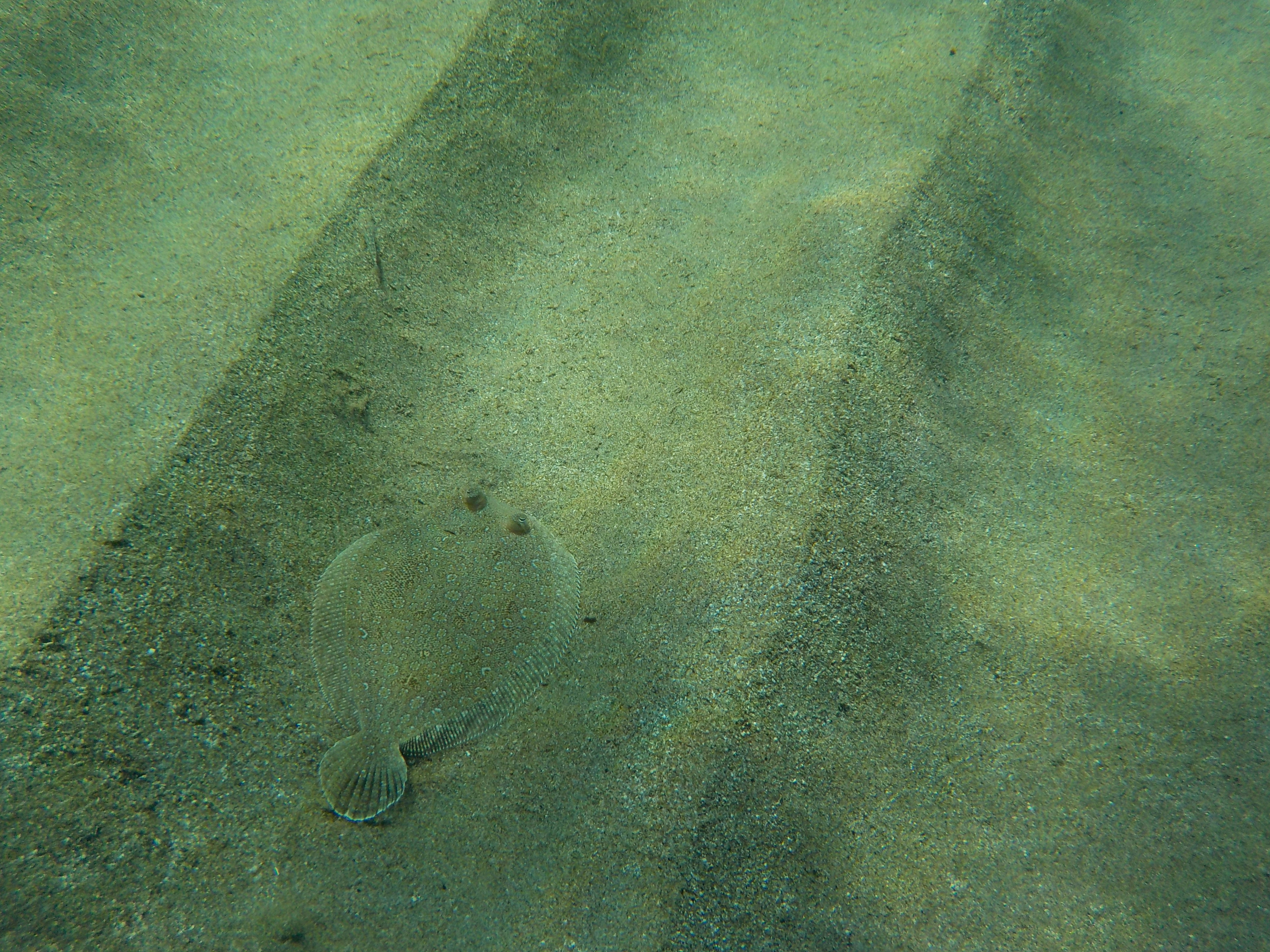 Unterwasser vor der Haustüre