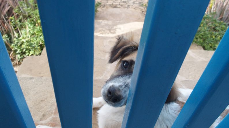 EMMA unser Hofhund