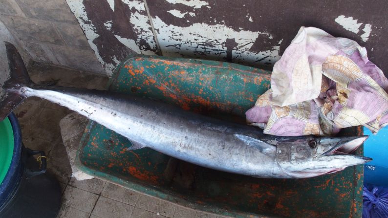 dä het ein gfischt mit eneme grössere Hoke...Barracuda