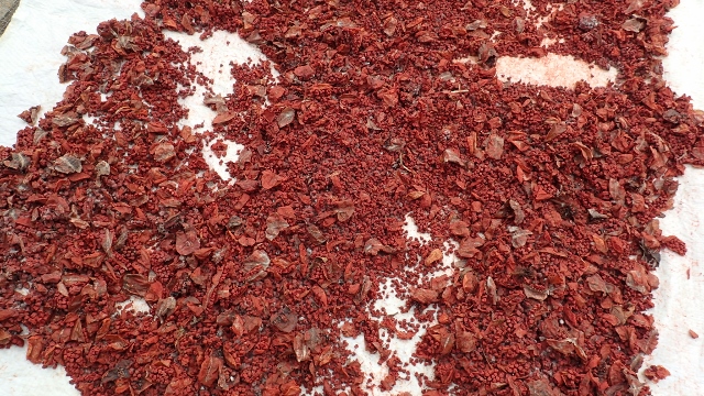 Chili chote zum färben