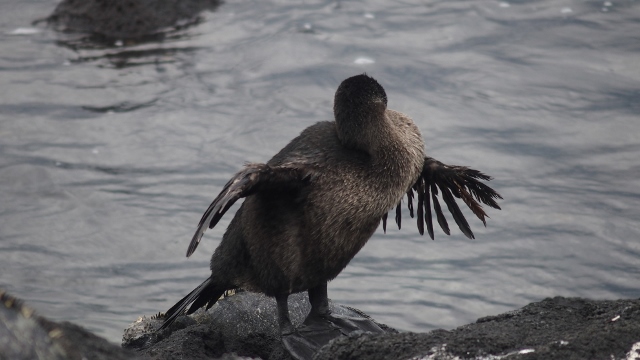 Galapagos Kormoran...kann nicht fliegen