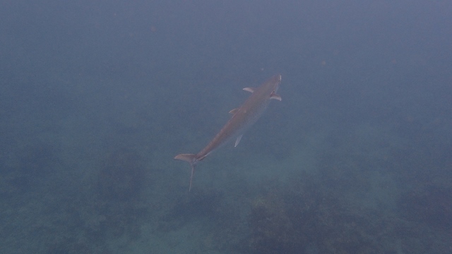 schwimmen ohne Westen, aber auf dem Zodiac ein MUSS