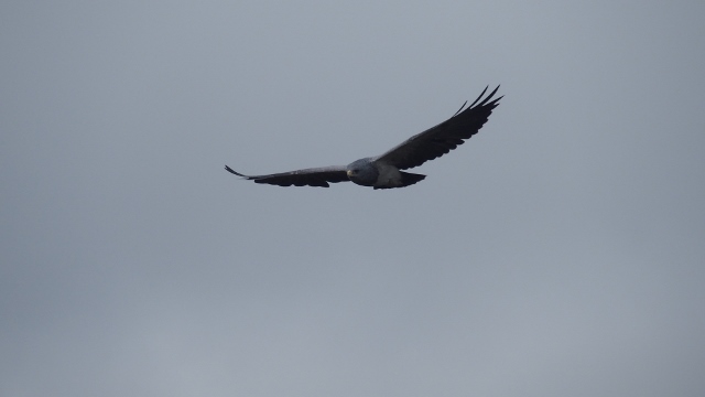Hol`s der Geier ist es hier hoch.....war aber ein Adler