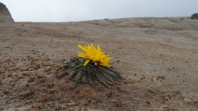 Wüstenblume