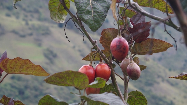 Tomates del Arbol