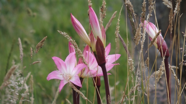 Lilien im Garten